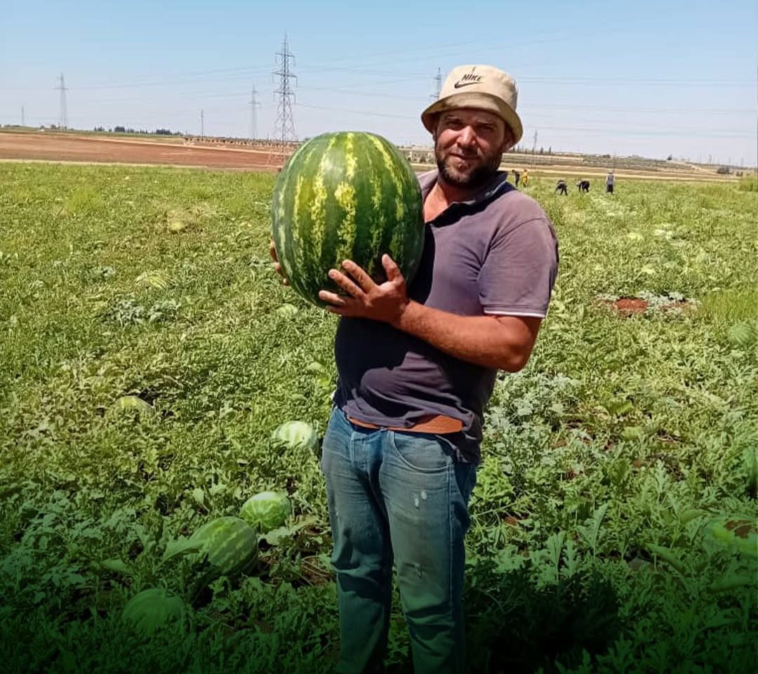 بطيخ من موسم أحد مزارعينا