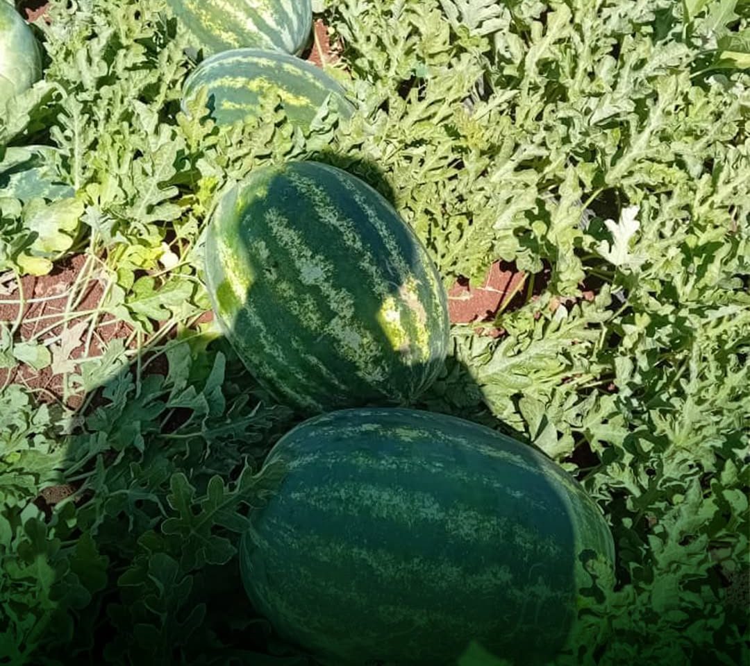 نباتات بطيخ قوية